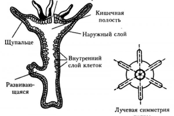 Кракен торговая kr2web in